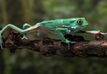 The Power of the Grip: Exploring Animals with Opposable Thumbs