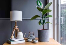Ваша фикус эластичный наблюдает за вами 🌿