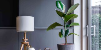Your Rubber Tree Is Watching You