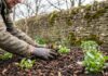 Why Chemical Weed Killers Fail and How Mulching Fixes Your Garden Soil
