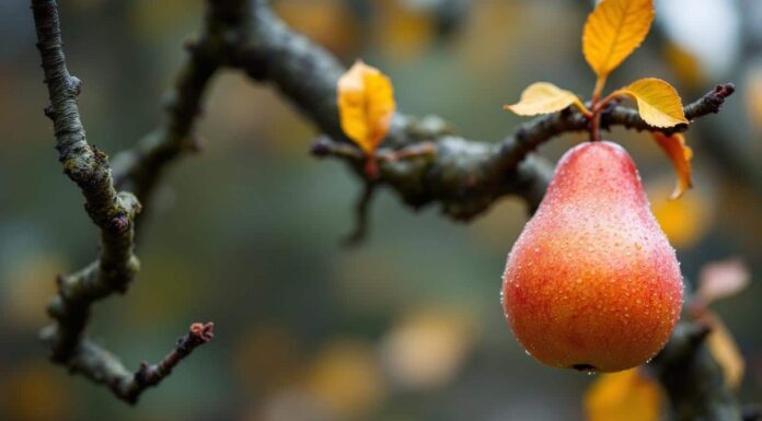 How to Plant and Grow Asiatic Nashi Pears in November